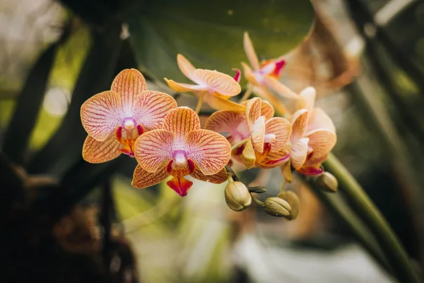 Nature photography, photograph 2