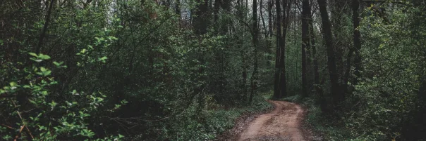 Nature photography, photograph 41