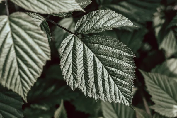 Nature photography, photograph 29
