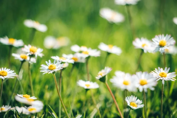 Nature photography, photograph 31