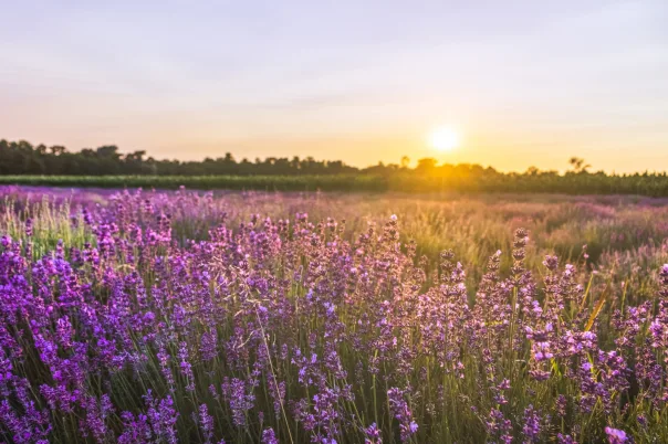 Nature photography, photograph 19