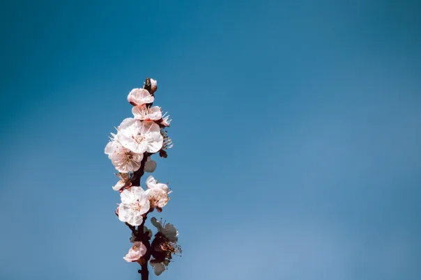 Nature photography, photograph 14