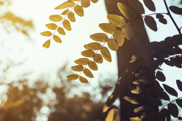 Nature photography, photograph 7