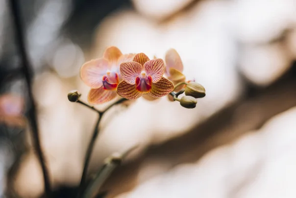 Nature photography, photograph 43