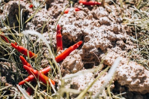 Slovenian Armed Forces are collaborating with 20 other NATO and PfP member states to provide Joint Terminal Attack Controller (JTAC) training with the support of air force.