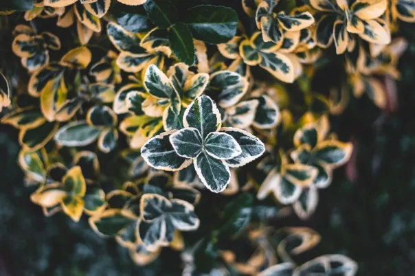 Nature photography, photograph 25