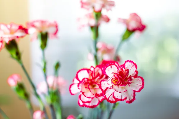 Product photography, photograph 8