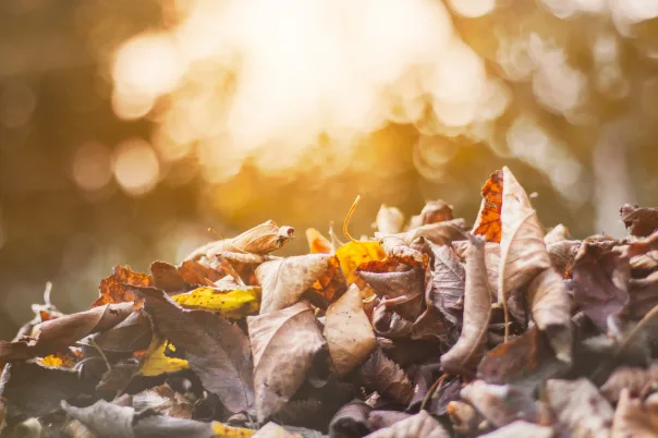 Nature photography, photograph 27