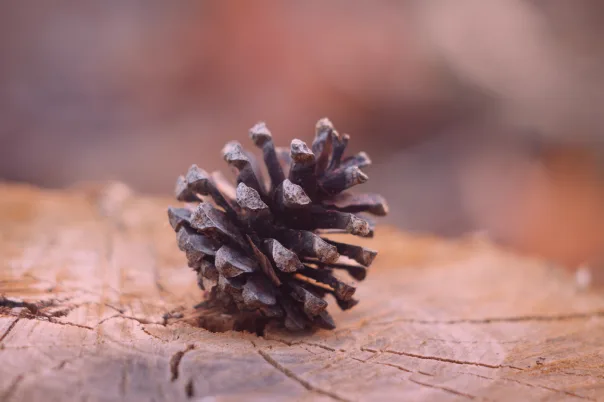 Nature photography, photograph 24