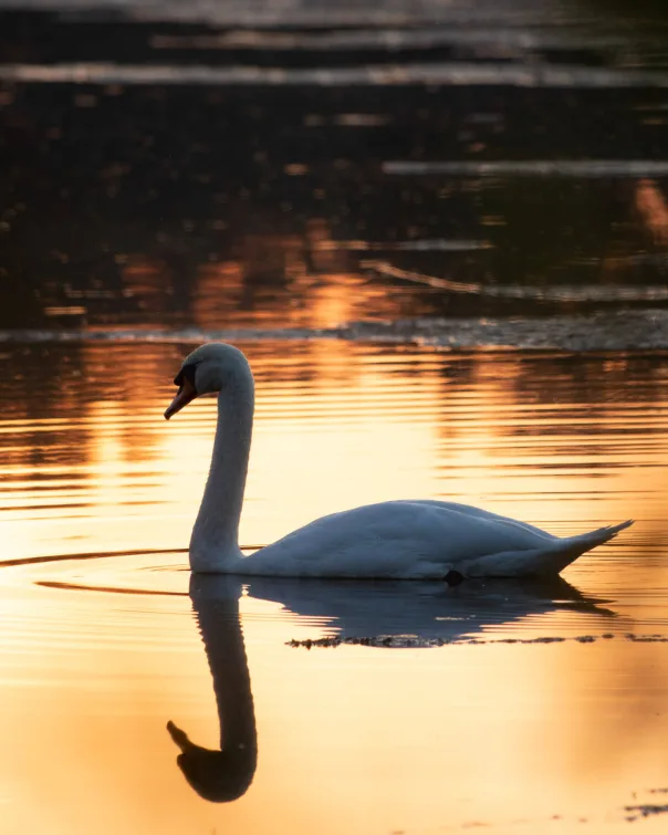 Nature photography, photograph 5