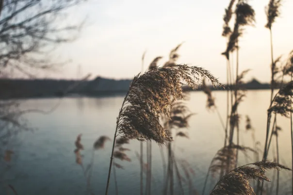 Nature photography, photograph 47