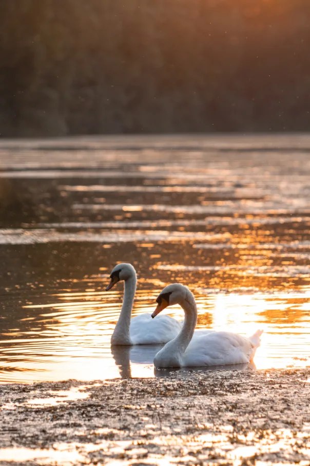 Nature photography, photograph 34