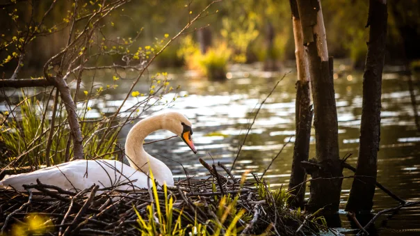 Nature photography, photograph 18