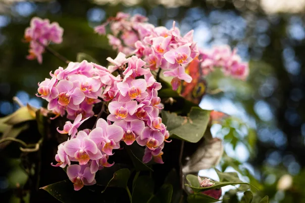 Nature photography, photograph 16