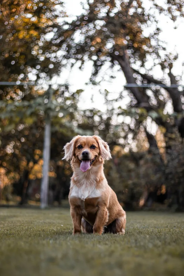 Nature photography, photograph 9