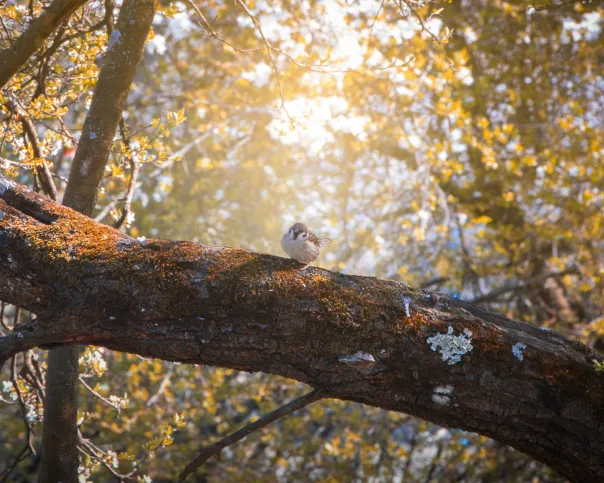 Nature photography, photograph 45