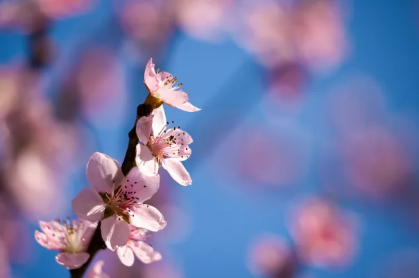 Nature photography, photograph 37